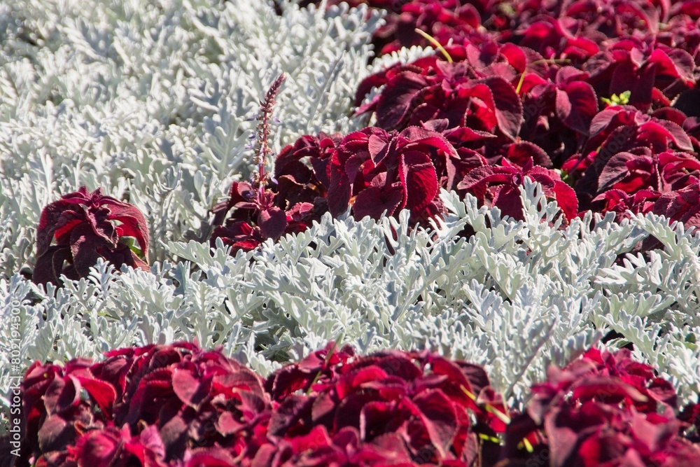 Silver cineraria and red coleus in an interesting combination on the park lawn. Silver cineraria and red coleus in an interesting combination on the park lawn.