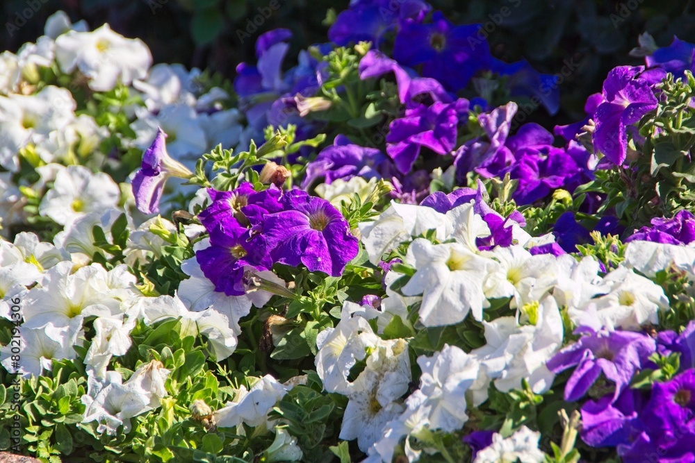 Bright petunias of various shades on the summer lawn of the park. Bright petunias of various shades on the summer lawn of the park.