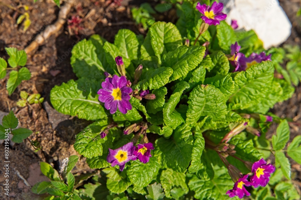 The first spring primrose flowers against a background of green leaves. The first spring primrose flowers against a background of green leaves.