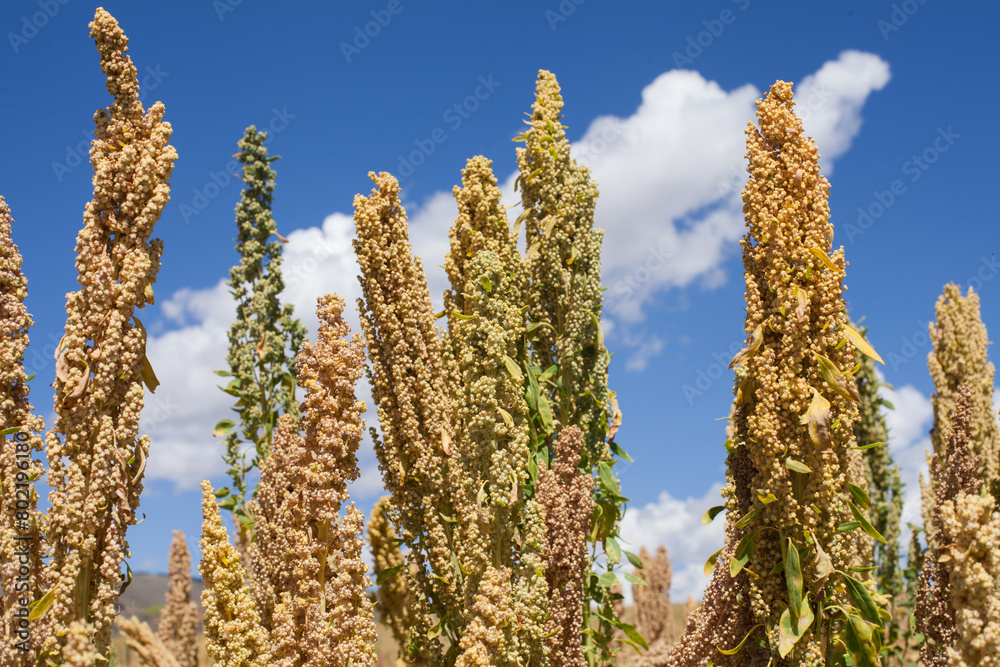 photograph detail of the Quinoa plant in a landscape in the andes of peru. photograph detail of the Quinoa plant in a landscape in the andes of peru.