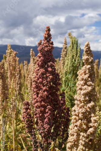 Photograph detail of red quinoa in a field in peru.