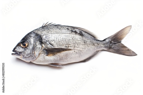 Close-up side view of a fresh sea bream, isolated on white background, ideal for seafood cuisine