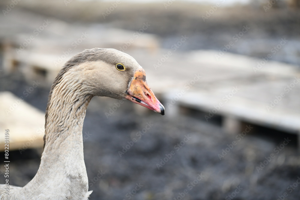 Close-up of a goose's head eye and neck Close-up of a goose's head eye and neck