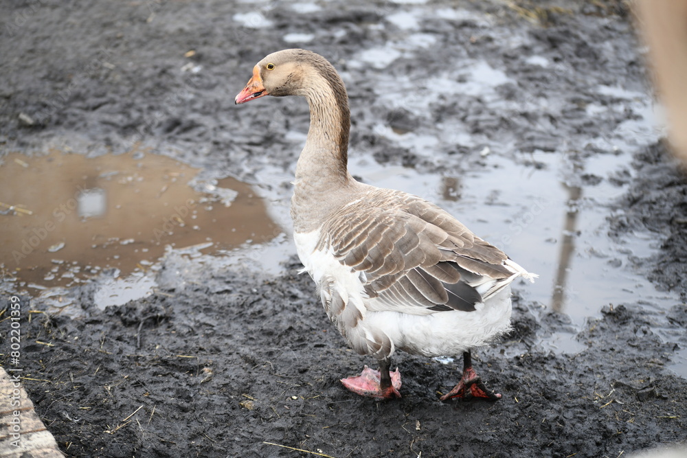 Gray goose walks on the farm Gray goose walks on the farm