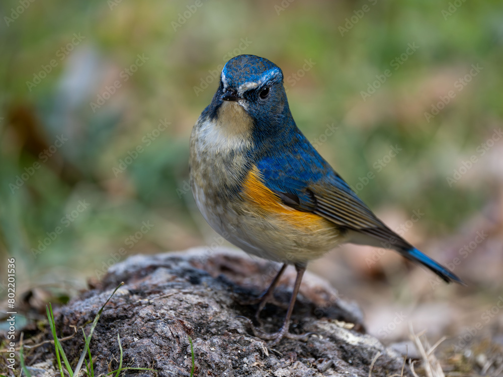 地面に降りてエサを探しているルリビタキの雄