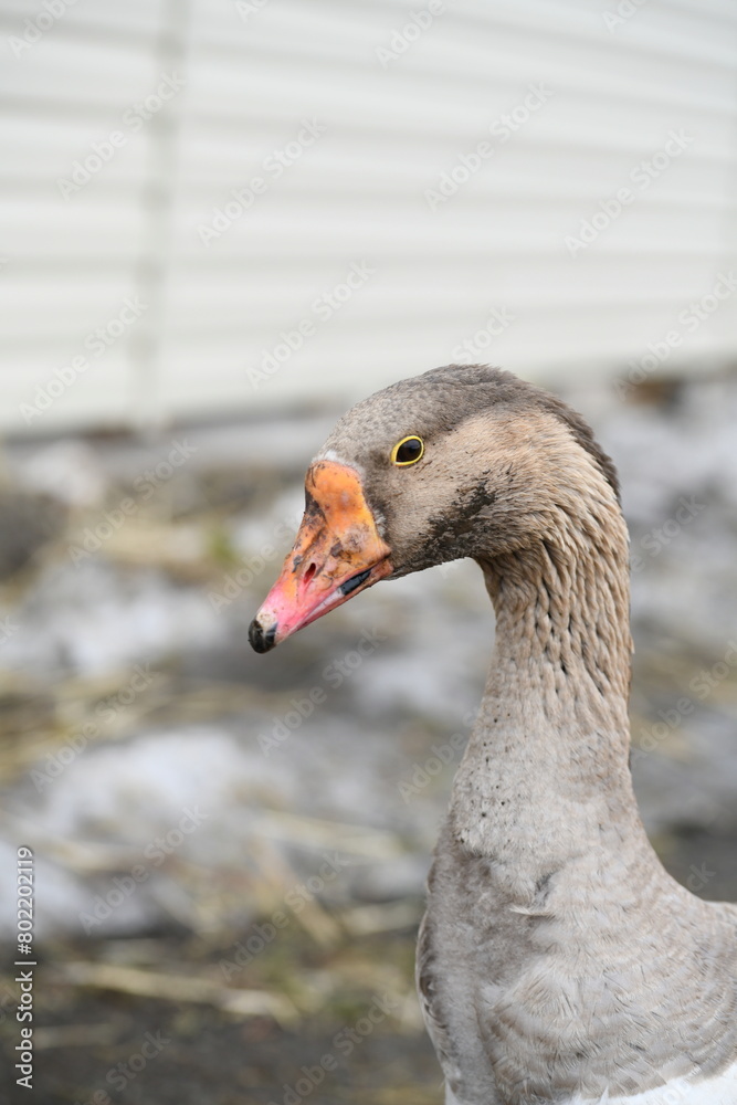 Close-up of a goose's head eye and neck Close-up of a goose's head eye and neck