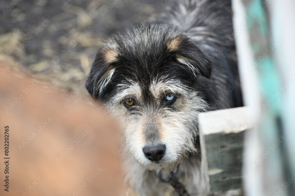 A funny dog with different colored eyes on a chain guards the farm A funny dog with different colored eyes on a chain guards the farm