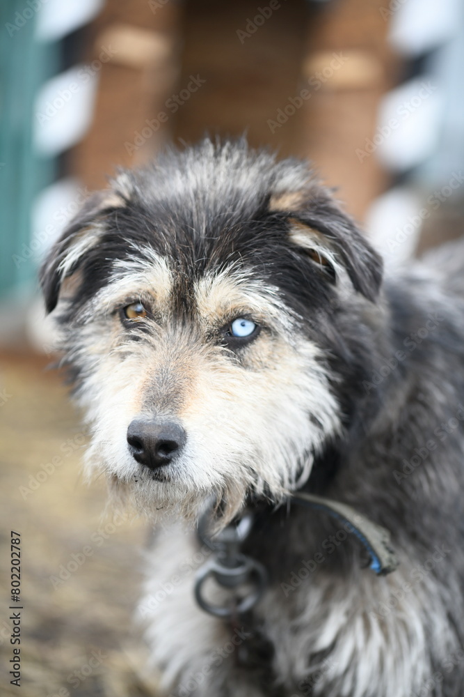 A funny dog with different colored eyes on a chain guards the farm A funny dog with different colored eyes on a chain guards the farm