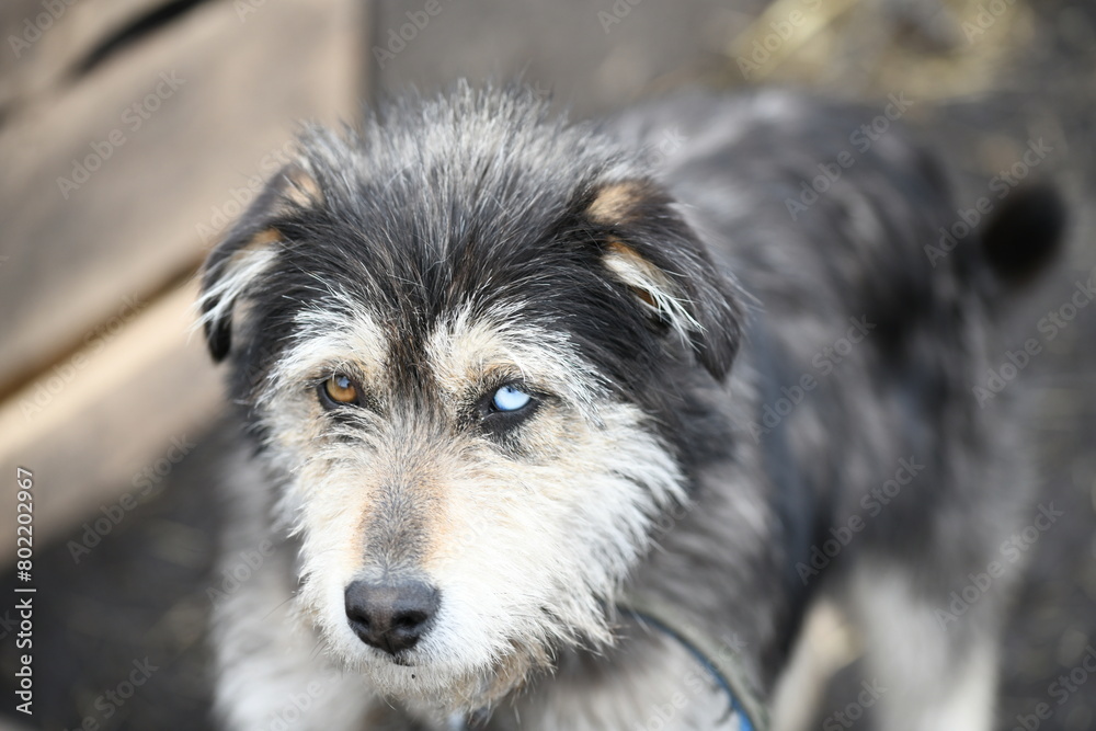A funny dog with different colored eyes on a chain guards the farm A funny dog with different colored eyes on a chain guards the farm