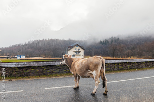 A magnificent cow gracefully walks down the road, unfazed by the pouring rain, displaying a serene and majestic presence photo