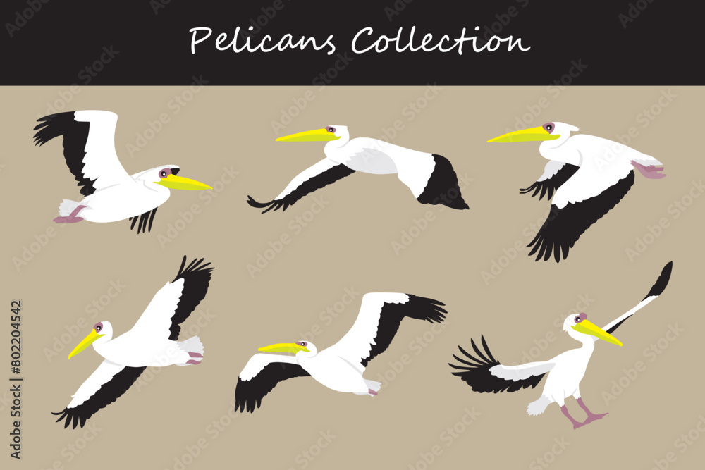 Obraz premium Pelican collection. Pelican in different poses. Vector illustration.