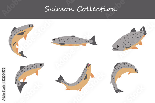salmon collection. salmon in different poses. Vector illustration.