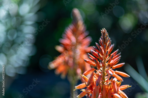 aloe vera flower in the garden