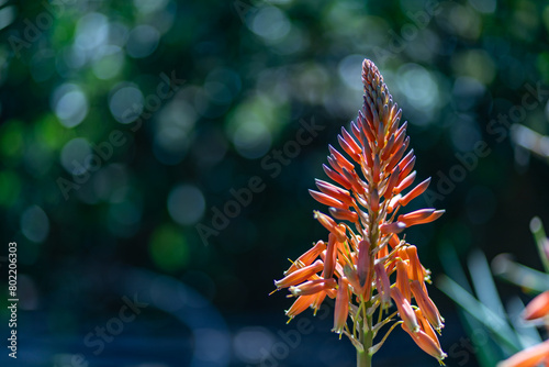orange flower in the garden