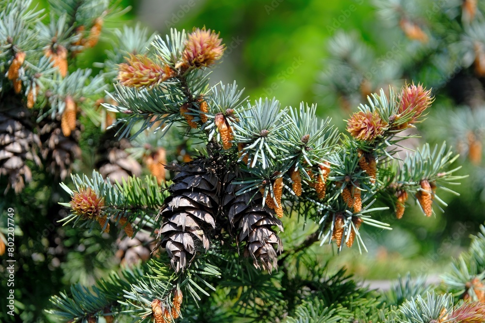 Close-up of Douglas fir (Pseudotsuga Carriere) branches with cones and flowers Close-up of Douglas fir (Pseudotsuga Carriere) branches with cones and flowers