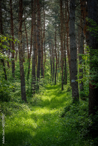 Sunlight filtering through forest trees, casting shades of green on the ground
