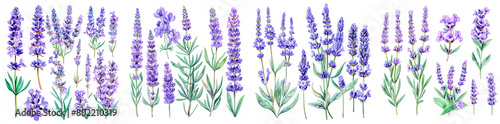 4 pictures  Create beautiful floral designs with lavender flowers. Ideal for wedding invitations  greeting cards and DIY projects. Add elegance to your creations with these elements.