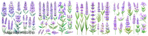 4 pictures, Create beautiful floral designs with lavender flowers. Ideal for wedding invitations, greeting cards and DIY projects. Add elegance to your creations with these elements.
