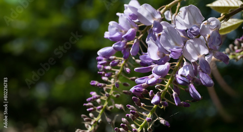 Beautiful hanging Blue Rain Wisteria flowers in a garden with blurred green background. Copy space