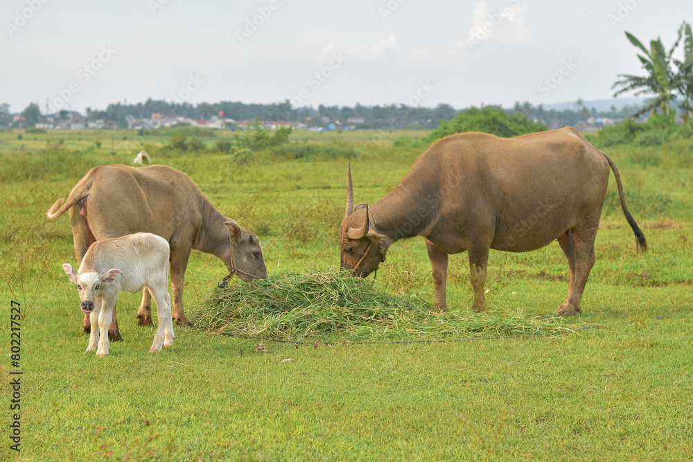 Mother buffalo and baby buffalo are eating grass in the field, mother buffalo and baby buffalo are playing Mother buffalo and baby buffalo are eating grass in the field, mother buffalo and baby buffalo are playing