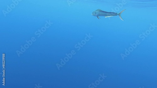 Mahi Mahi / Dorado - underwater