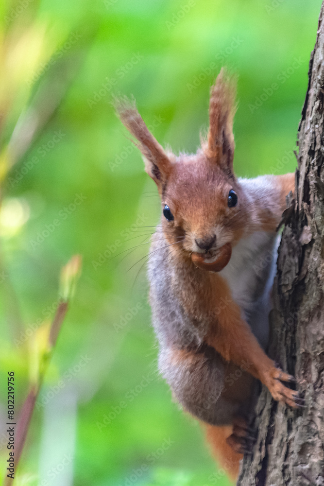 A series of images of a squirrel living in a forest. The mischievous animal poses. Summer, sunny day. Coniferous forest. Background blur A series of images of a squirrel living in a forest. The mischievous animal poses. Summer, sunny day. Coniferous forest. Background blur
