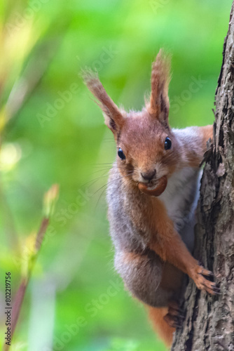 A series of images of a squirrel living in a forest. The mischievous animal poses. Summer, sunny day. Coniferous forest. Background blur © mangz