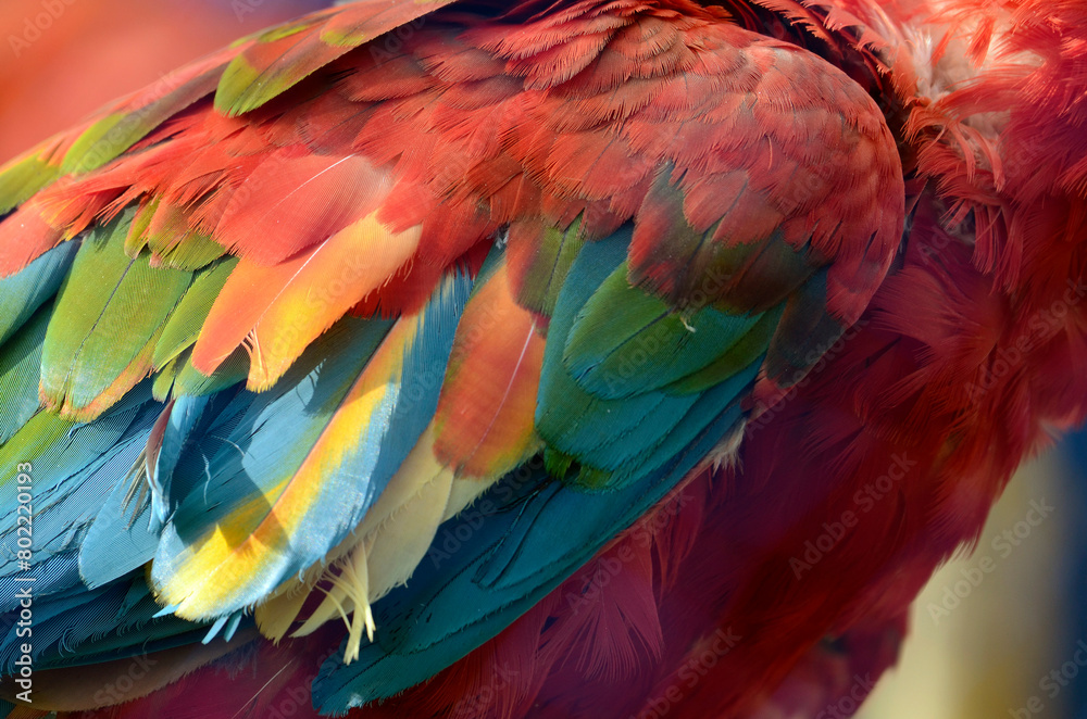 Fototapeta premium インコの羽