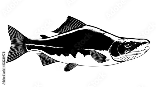Black and White Illustration of Sockeye Salmon