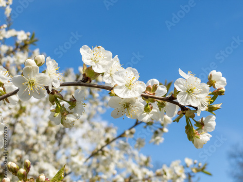 Blooming cherry tree flowers isolated on blue sky background. Macro cherry blossom tree branch.