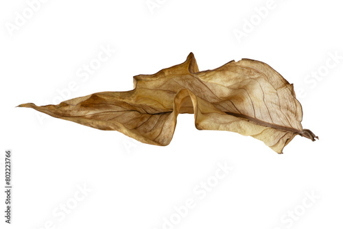 Dried withered leaf of a plant.
