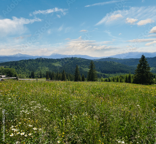 Summer Chornohora massiv mountains scenery view from Sevenei hill  near Yablunytsia pass  Carpathians  Ukraine. 