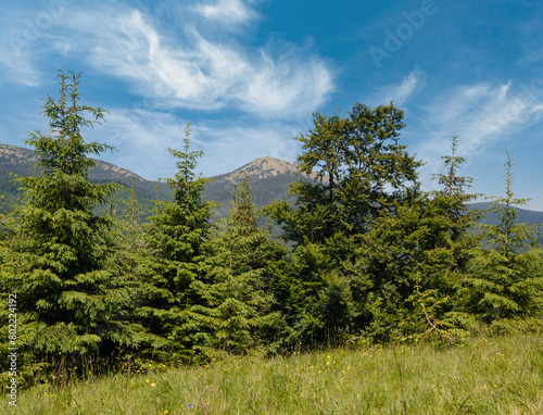 Summer Gorgany massiv mountains scenery view from Sevenei hill (near Yablunytsia pass, Carpathians, Ukraine.)