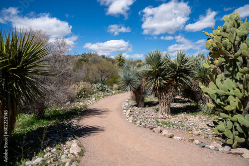 Desert scenery at the Boyce Thompson Arboretum in Arizona