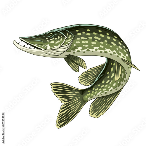 Hand Drawn Illustration of Pike Fish (ID: 802225954)