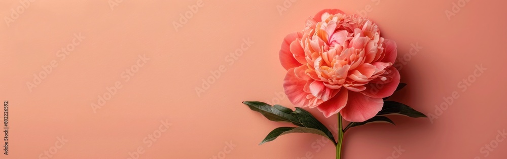 Peachy Peony: Minimalist Still Life Floral Composition on Neutral Beige Background