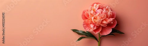 Peachy Peony  Minimalist Still Life Floral Composition on Neutral Beige Background