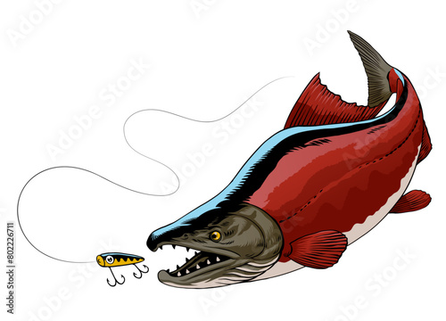 Illustration of Sockeye Salmon Fish Catching the Fishing Lure (ID: 802226711)