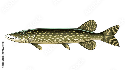 Pike Fish Hand Drawn Illustration photo