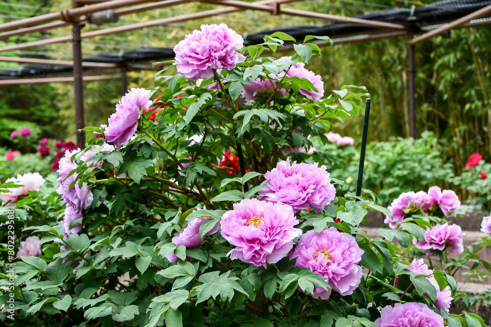 Obraz premium 牡丹「鎌田藤」