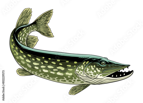 Pike Fish Hand Drawn Illustration Isolated (ID: 802229573)