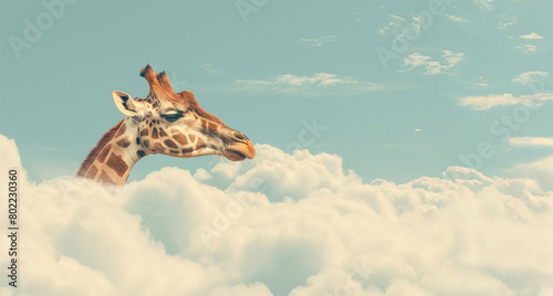 surreal image of a giraffe's head peeking through fluffy white clouds