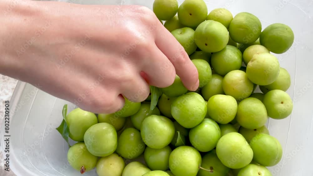 Female hand holding green plums. Fresh summer fruit. Closeup, top view. Female hand holding green plums. Fresh summer fruit. Closeup, top view.