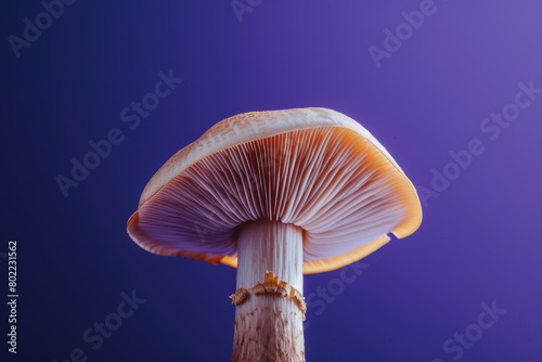 minimalist close up of a mushroom with vibrant orange gills on purple background