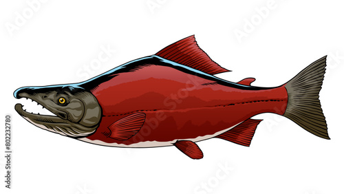 Sockeye Salmon Fish Hand Drawn Illustration (ID: 802232780)
