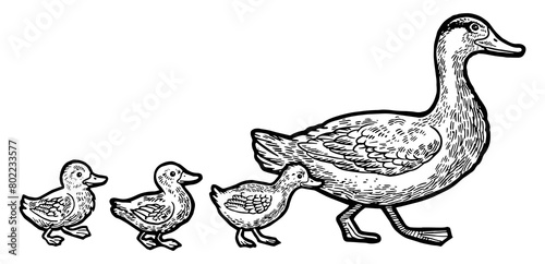 Wallpaper Mural Duck bird with ducklings crosses road sketch engraving PNG illustration. Tee shirt apparel print design. Scratch board style imitation. Black and white hand drawn image. Torontodigital.ca