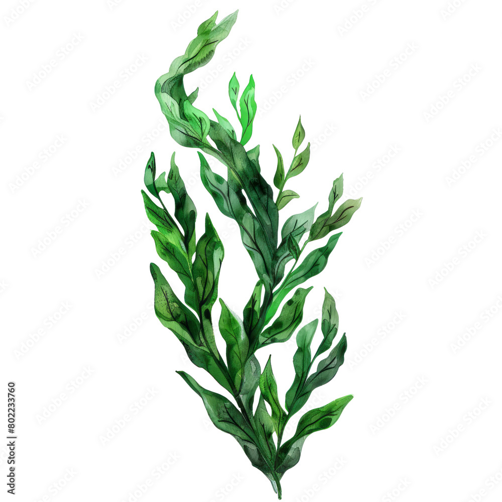 Obraz premium delicious and fresh Wakame ,illustration watercolor isolate