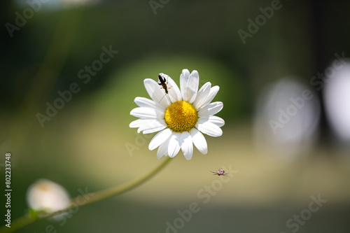 Fleur sauvages blanche et jaune