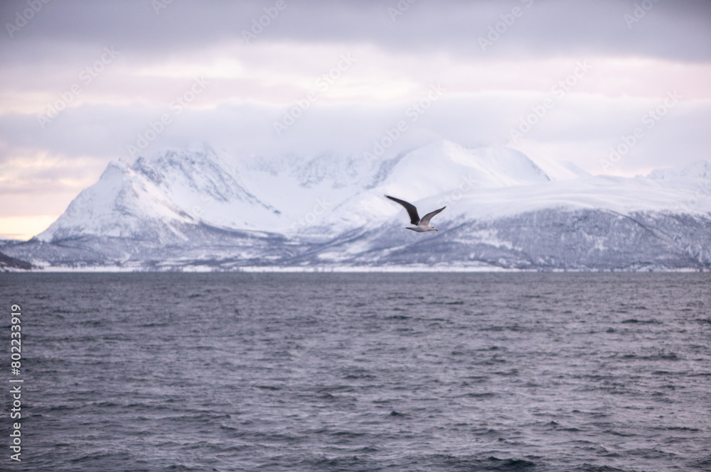 custom made wallpaper toronto digitalOiseau marin arctique en plein vol au milieu des fjords norvégiens