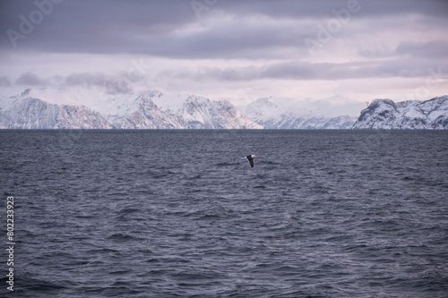 Oiseau marin arctique en plein vol au milieu des fjords norvégiens